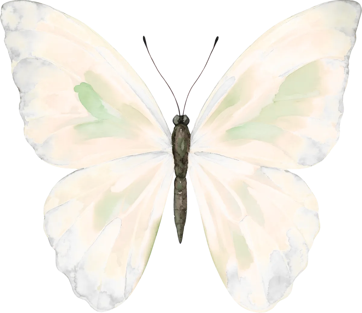 A white watercolor butterfly with soft cream wings and touches of sage green